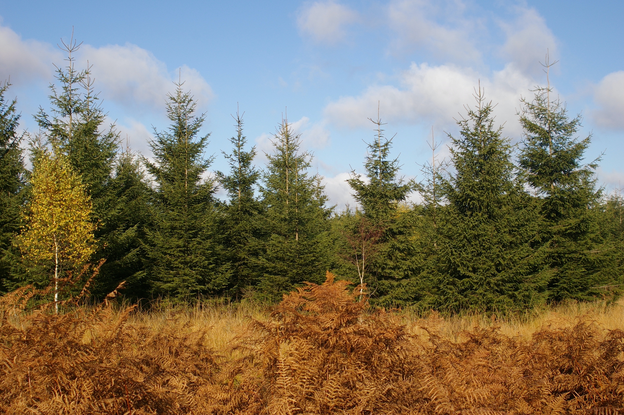 XXL Grote Kerstboom Leveren en plaatsen door heel Nederland